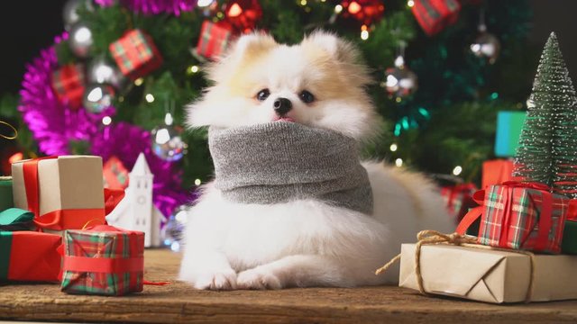 cute white brown tiny lapdog sit relax in christmas festive decorating items and present boxes christmas tree backgroud