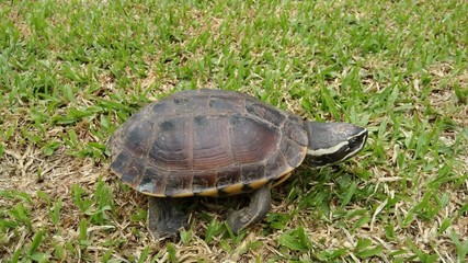 turtle on the grass