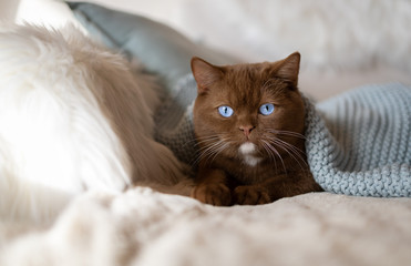BKH Katze mit blauen Augen - einmalig in Deutschland -edel