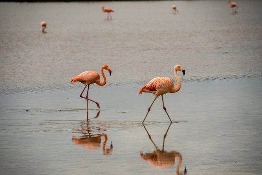 Pink flamingos seek food in the shallow waters of the lagoon of Floreana Island.
