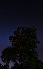 Fototapeta na wymiar night sky with tree