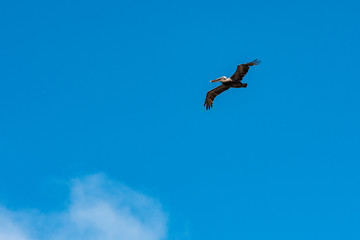 Pelican in flight, Galapagos.