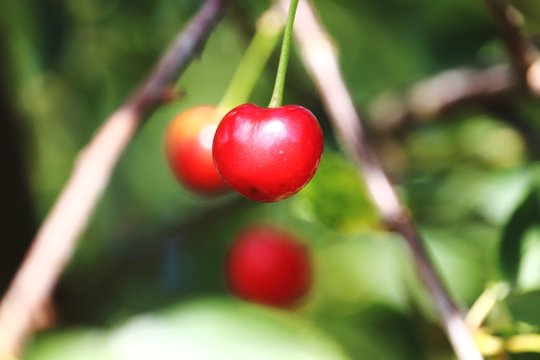 Cherry on a tree