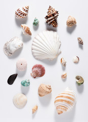 Seashell for display.