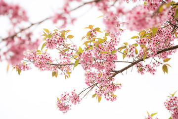 Beautiful cherry blossom or sakura in spring time over  sky