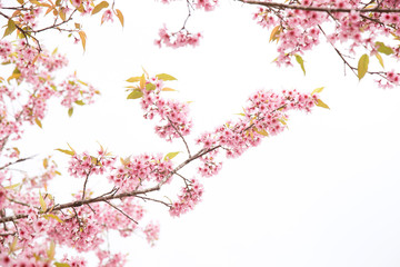 Obraz na płótnie Canvas Beautiful cherry blossom or sakura in spring time over sky