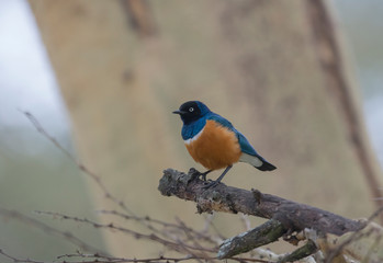 Superb Starling  at masai Mara,Kenya,Africa