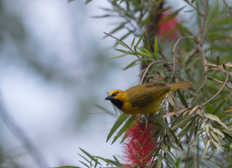 Weaver Bird  at Masai Mara,Kenya,Africa