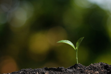 young tree plant in nature background