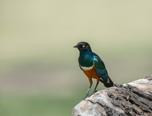 Superb Starling  at masai Mara,Kenya,Africa