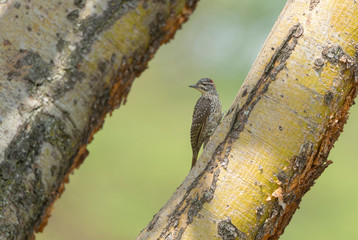 Nubian Woodpecker  at Masai Mara,Kenya,Africa
