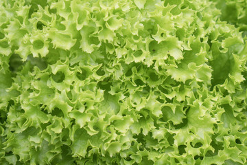 Macro Photo food vegetable green salad. Texture background fresh Lettuce green salad. Leafs of fresh green salad. Close up