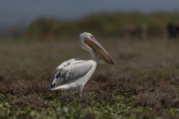 Pelican on the banks of lake Nakuru,Kenya,Africa