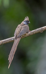 Speckled Mouse Bird seen at Masai Mara,Kenya,Africa