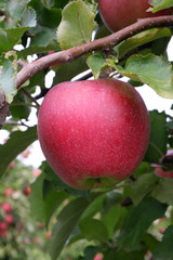 Sweet, red, juicy apples growing on the tree in their natural environment.