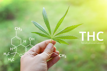 Tetrahydrocannabinol or THC molecule formula with Marijuana background, Cannabis.