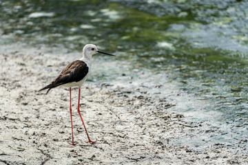 Black-winged stilt (himantopus himantopus) in 