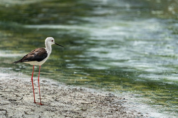 Black-winged stilt (himantopus himantopus) in 