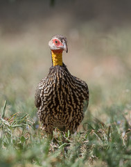 Yellow-necked Spurfawl seen at Amboseli National Park,Kenya,Africa