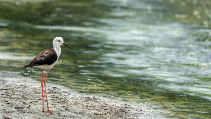 Black-winged stilt (himantopus himantopus) in 