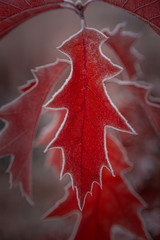 The red frozen leaf of maple