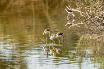 Group of breeding of black-winged stilt (himantopus himantopus) in 
