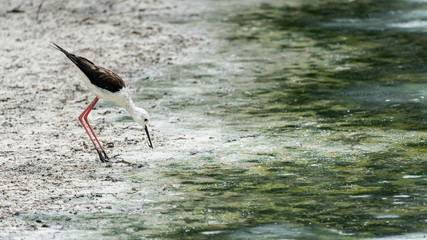 Black-winged stilt (himantopus himantopus) in 