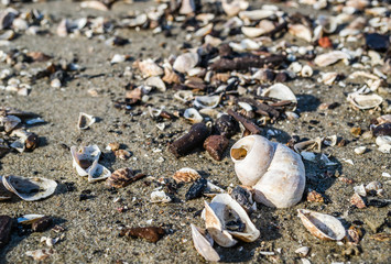 Shells on the shores of the Danube River.