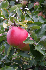 Sweet, red, juicy apples growing on the tree in their natural environment.