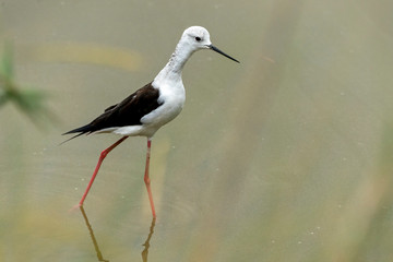 Black-winged stilt (himantopus himantopus) in 