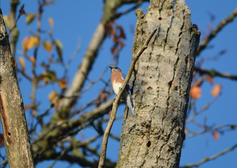 Eastern Bluebird 