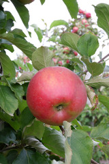 Sweet, red, juicy apples growing on the tree in their natural environment.