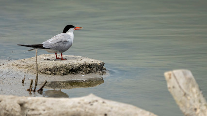 Common terns (sterna hirundo) in 