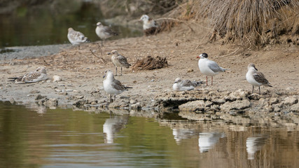 Group of seagulls in breeding season in 
