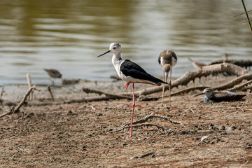 Black-winged stilt (himantopus himantopus) in 
