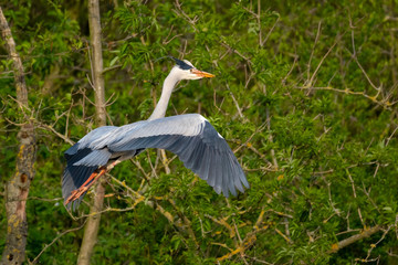 Graureiher (Ardea cinera)