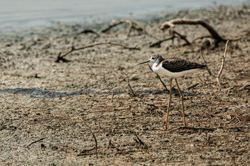 Breeding of black-winged stilt (himantopus himantopus) in 