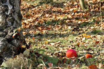 Falling apple - Malus pumila,