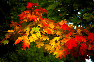 Bright red-yellow autumn foliage on a green background. Autumn, seasons.