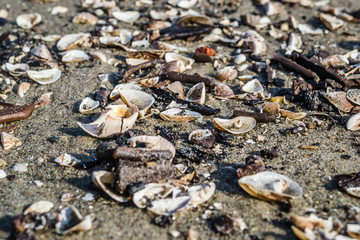Shells on the shores of the Danube River.