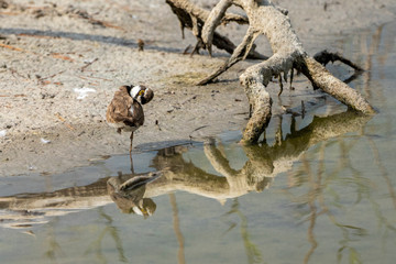 Little ringed plover in Albufera of Valencia.