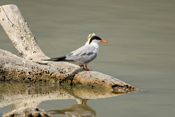 Common terns (sterna hirundo) in 