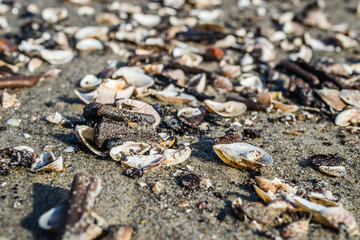 Shells on the shores of the Danube River.