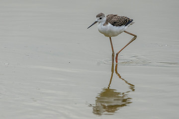 Breeding of black-winged stilt (himantopus himantopus) in 