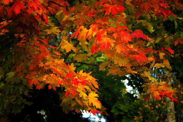 Bright red-yellow autumn foliage on a green background. Autumn, seasons.
