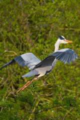 Graureiher (Ardea cinera)