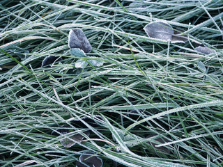 Grass in hoarfrost on an autumn morning. Mood.