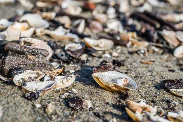 Shells on the shores of the Danube River.