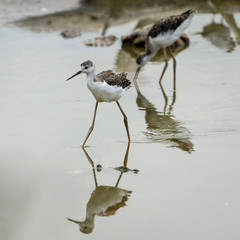 Breeding of black-winged stilt (himantopus himantopus) in 