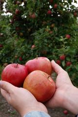 Sweet, red, juicy apples growing on the tree in their natural environment.